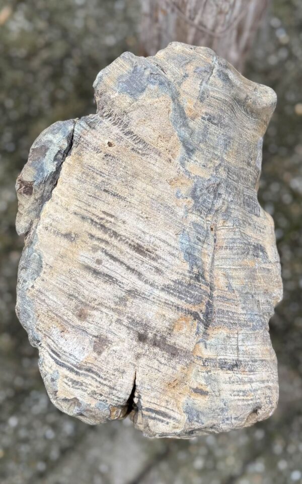 Grafsteen versteend hout 58068