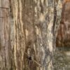 Grafsteen versteend hout 58068
