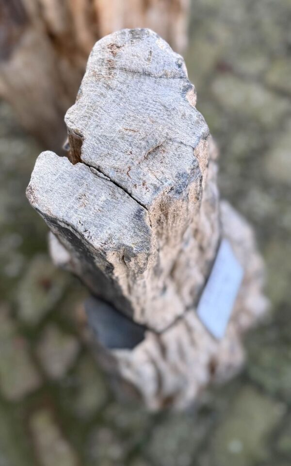 Grafsteen versteend hout 58069