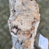 Grafsteen versteend hout 58070
