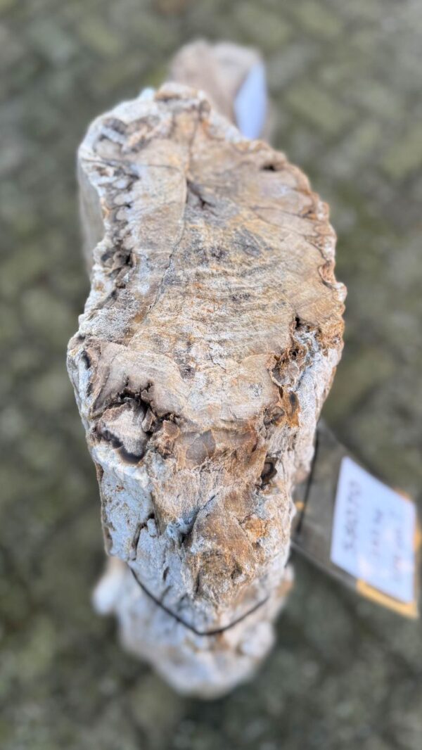 Grafsteen versteend hout 58070