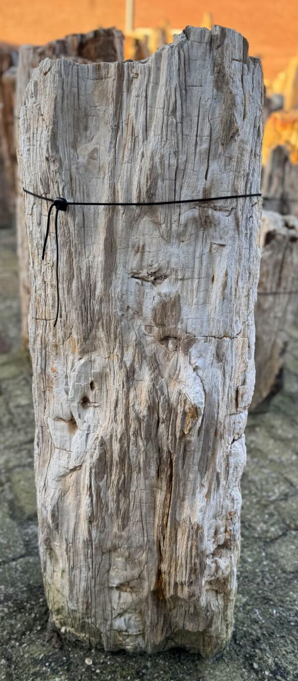 Grafsteen versteend hout 58070