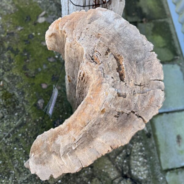 Grafsteen versteend hout 58071