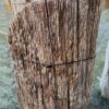 Grafsteen versteend hout 58071