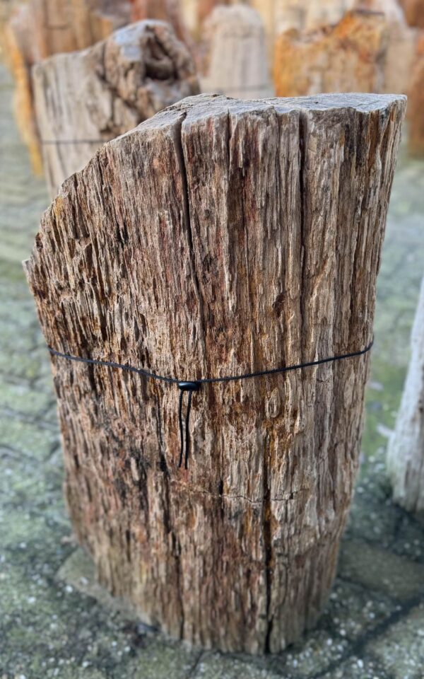 Grafsteen versteend hout 58071