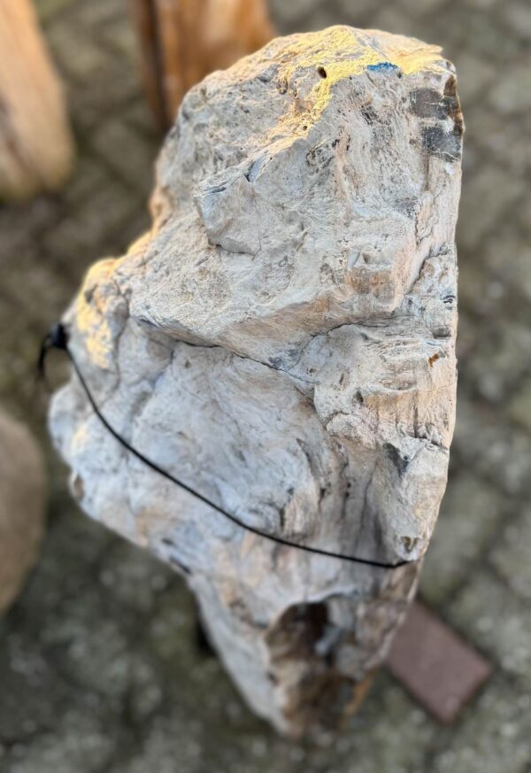 Grafsteen versteend hout 58072