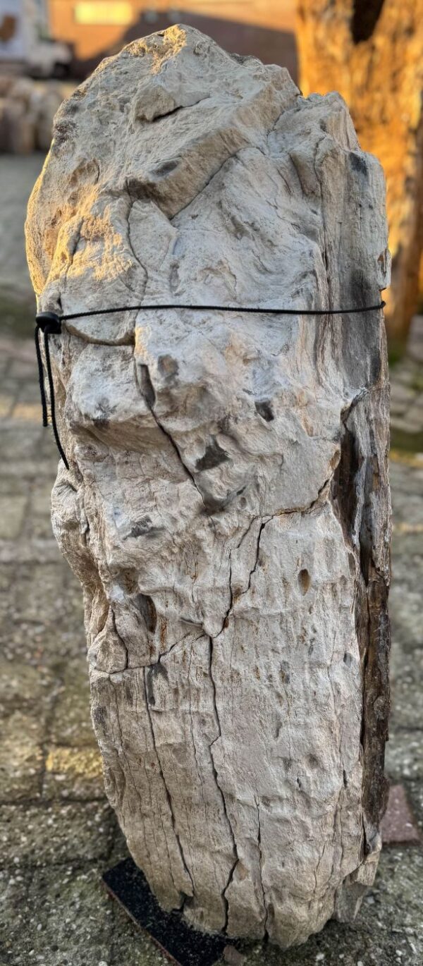 Grafsteen versteend hout 58072