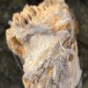 Grafsteen versteend hout 58073