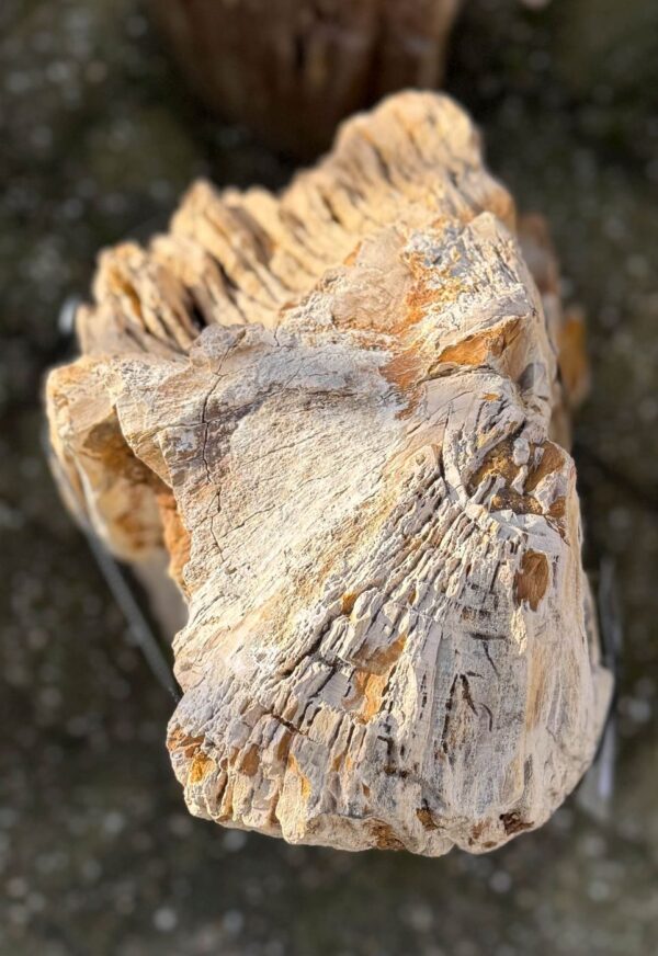 Grafsteen versteend hout 58073