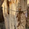 Grafsteen versteend hout 58073