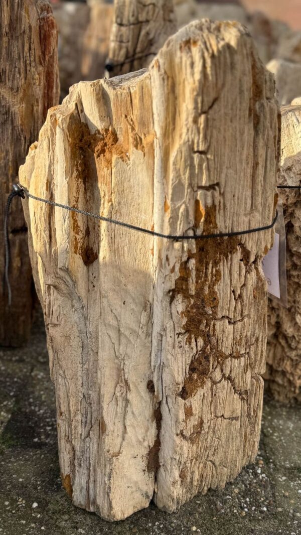 Grafsteen versteend hout 58073