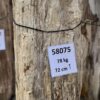 Grafsteen versteend hout 58075