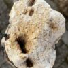 Grafsteen versteend hout 58075