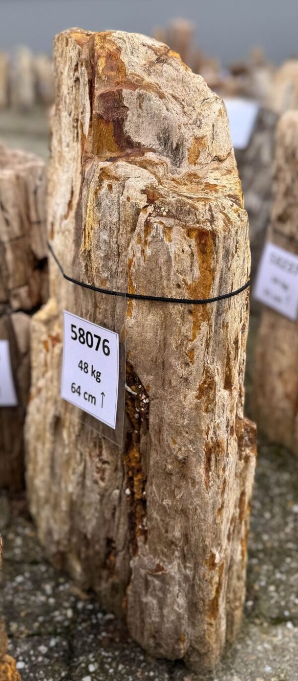 Grafsteen versteend hout 58076