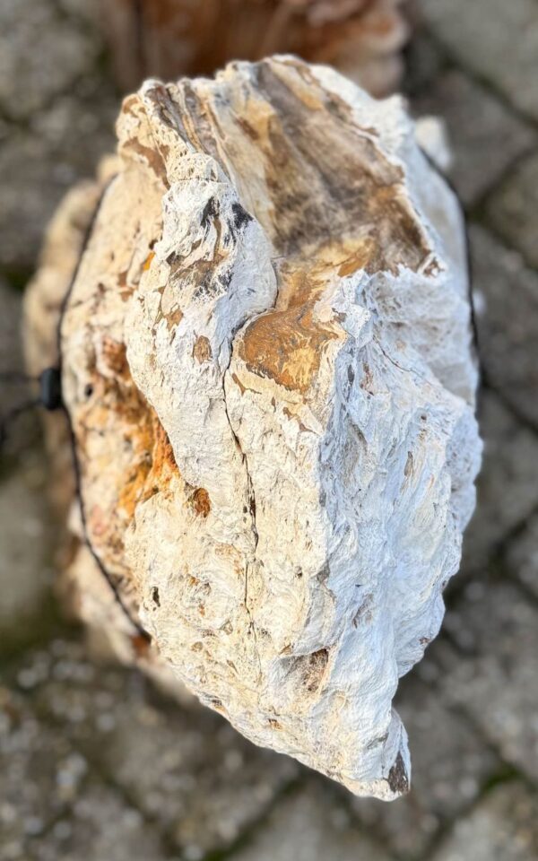 Grafsteen versteend hout 58077