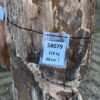 Grafsteen versteend hout 58079