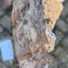 Grafsteen versteend hout 58079