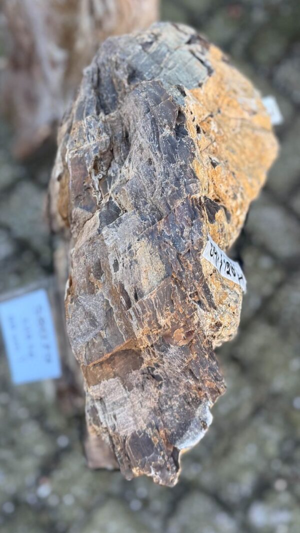 Grafsteen versteend hout 58079