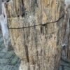 Grafsteen versteend hout 58079