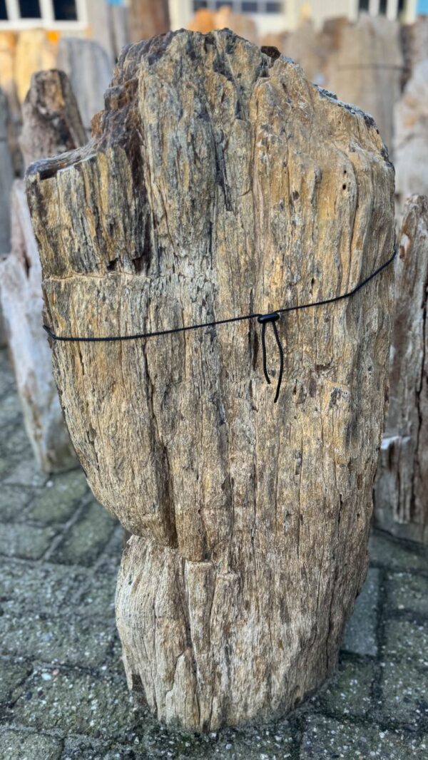 Grafsteen versteend hout 58079