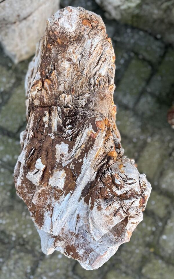 Grafsteen versteend hout 58081