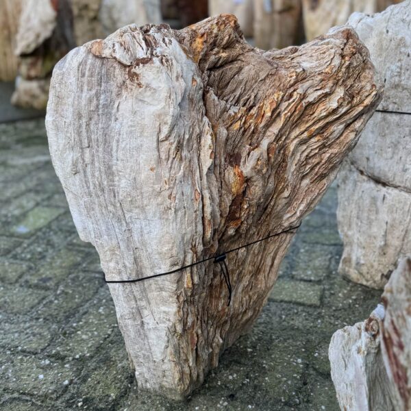 Grafsteen versteend hout 58081