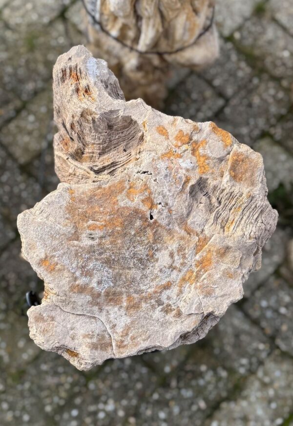 Grafsteen versteend hout 58082