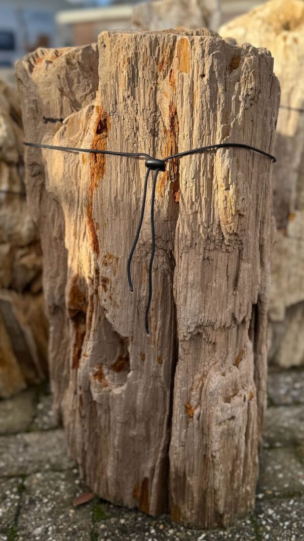 Grafsteen versteend hout 58082