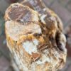 Grafsteen versteend hout 58083