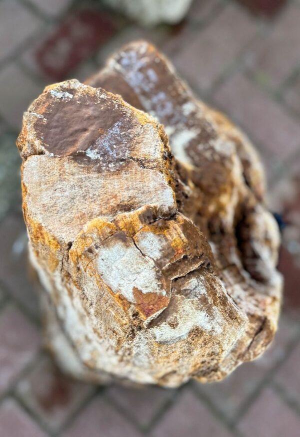 Grafsteen versteend hout 58083