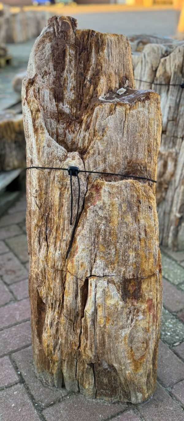 Grafsteen versteend hout 58083