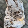 Grafsteen versteend hout 58086