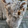 Grafsteen versteend hout 58086