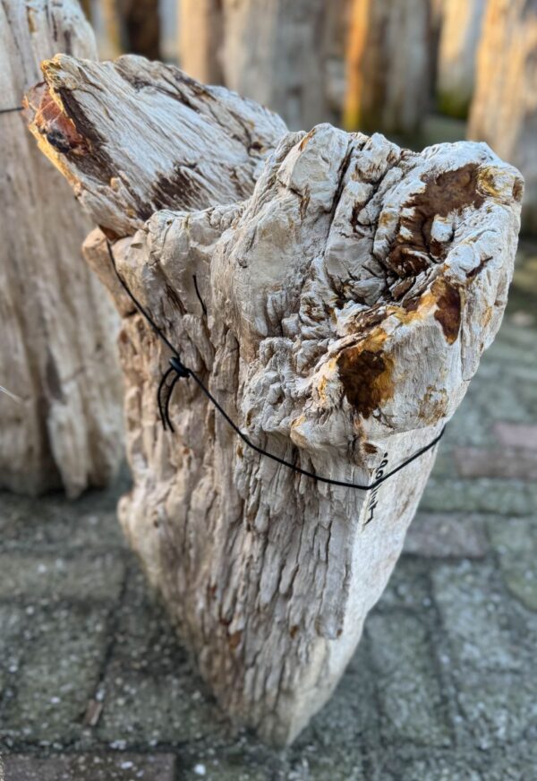 Grafsteen versteend hout 58086