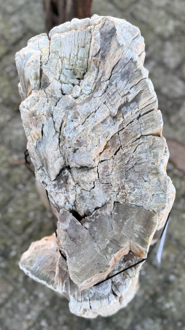 Grafsteen versteend hout 58088