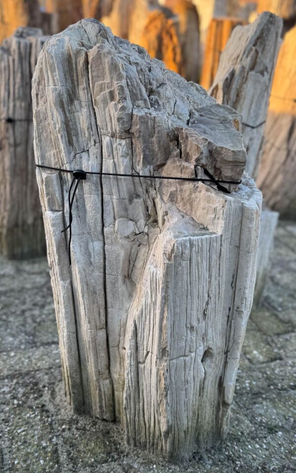 Grafsteen versteend hout 58088