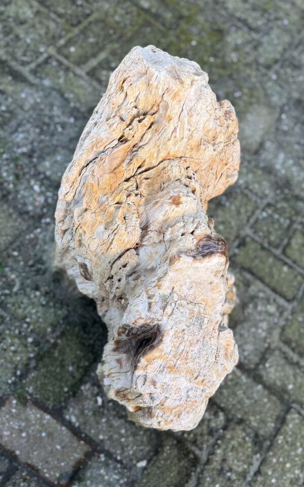 Grafsteen versteend hout 58088
