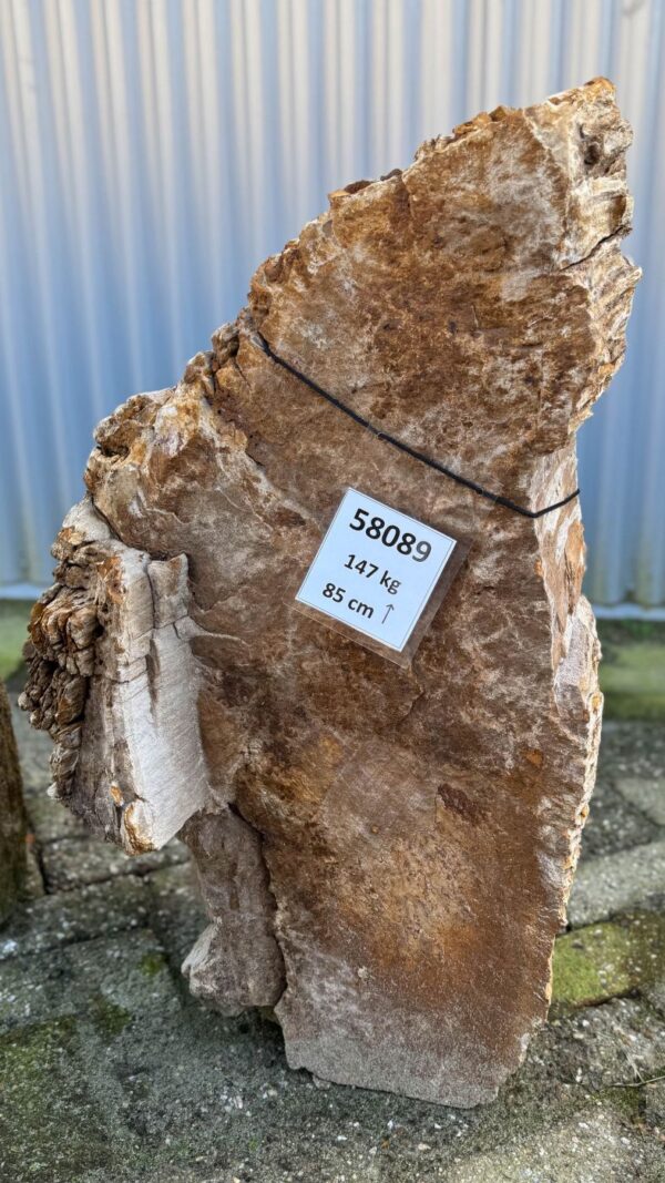 Grafsteen versteend hout 58089