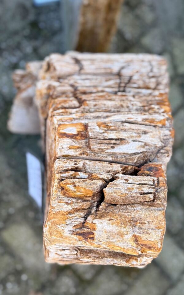Grafsteen versteend hout 58089