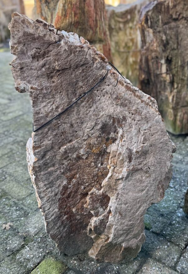 Grafsteen versteend hout 58089