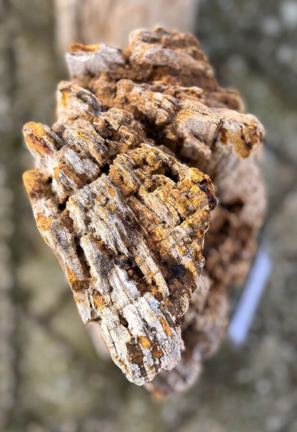 Grafsteen versteend hout 58091