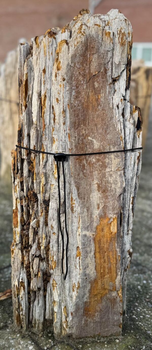 Grafsteen versteend hout 58091