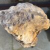 Grafsteen versteend hout 58094