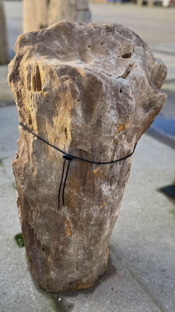 Grafsteen versteend hout 58094