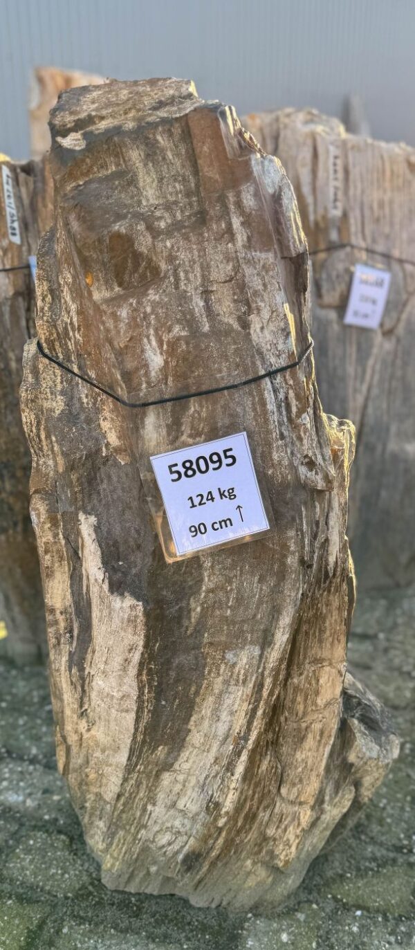 Grafsteen versteend hout 58095