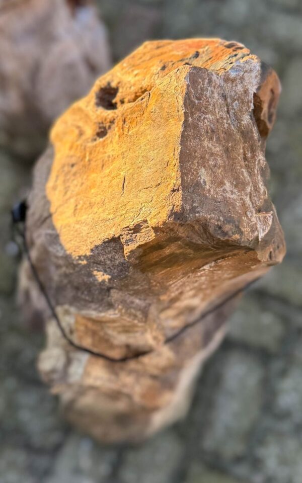 Grafsteen versteend hout 58095