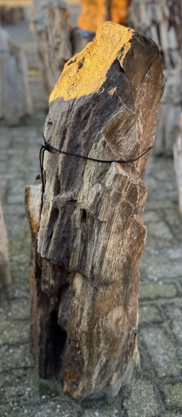 Grafsteen versteend hout 58095