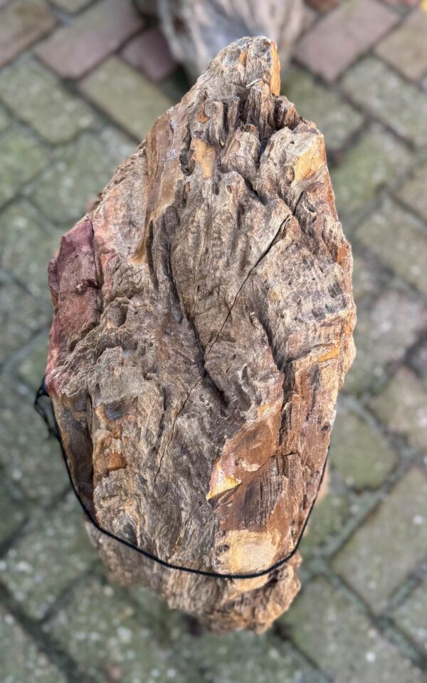 Grafsteen versteend hout 58097
