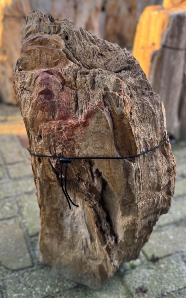 Grafsteen versteend hout 58097
