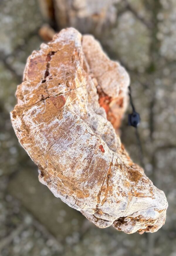 Grafsteen versteend hout 58099